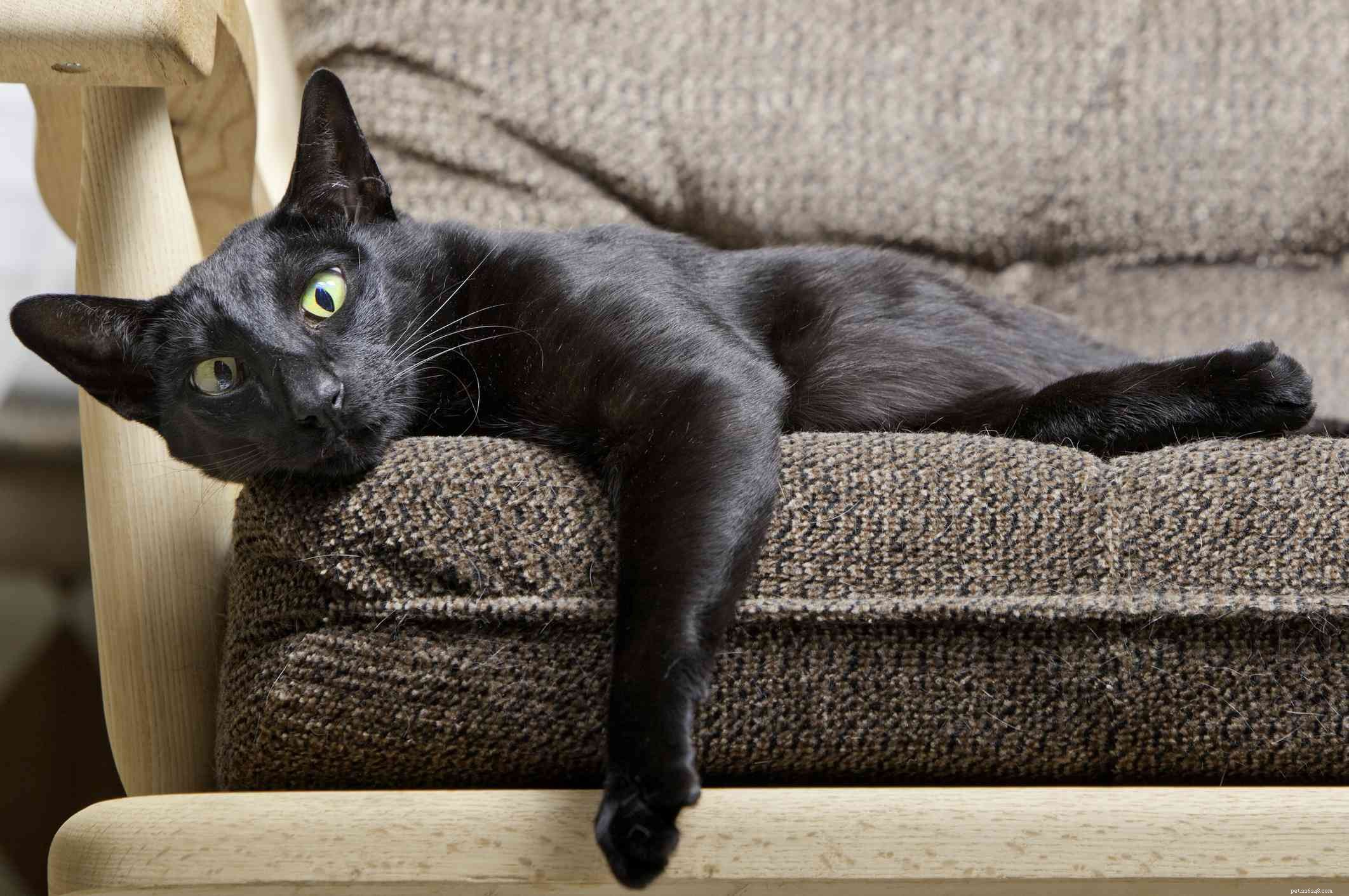 Oriental Shorthair Cat:Raskenmerken en verzorging