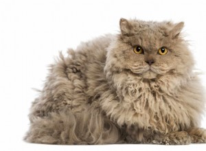 Selkirk Rex:kattenrasprofiel