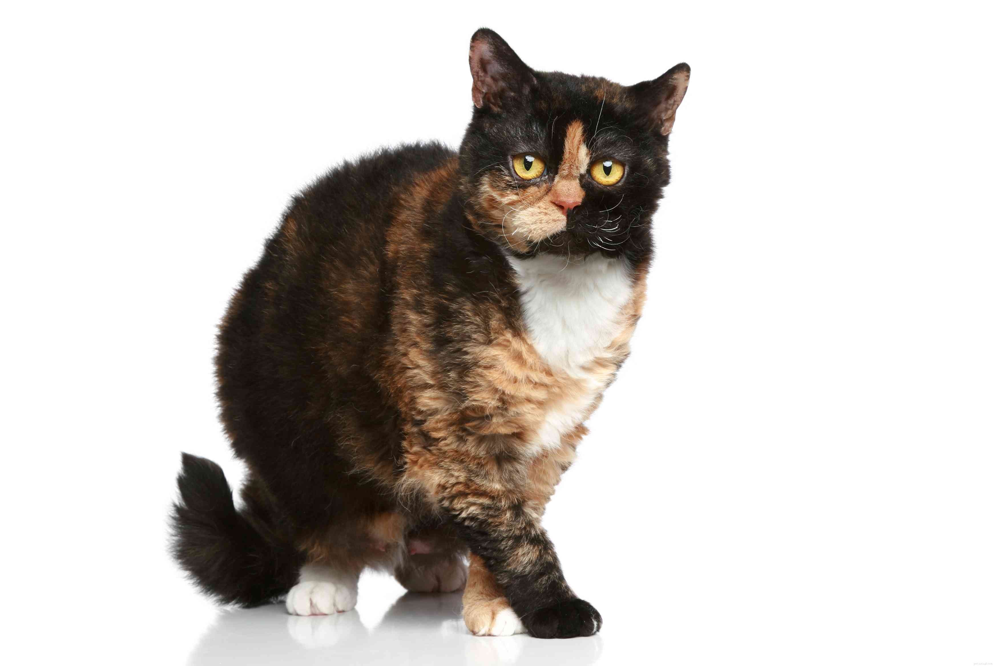 セルカークレックス：猫の品種のプロフィール 