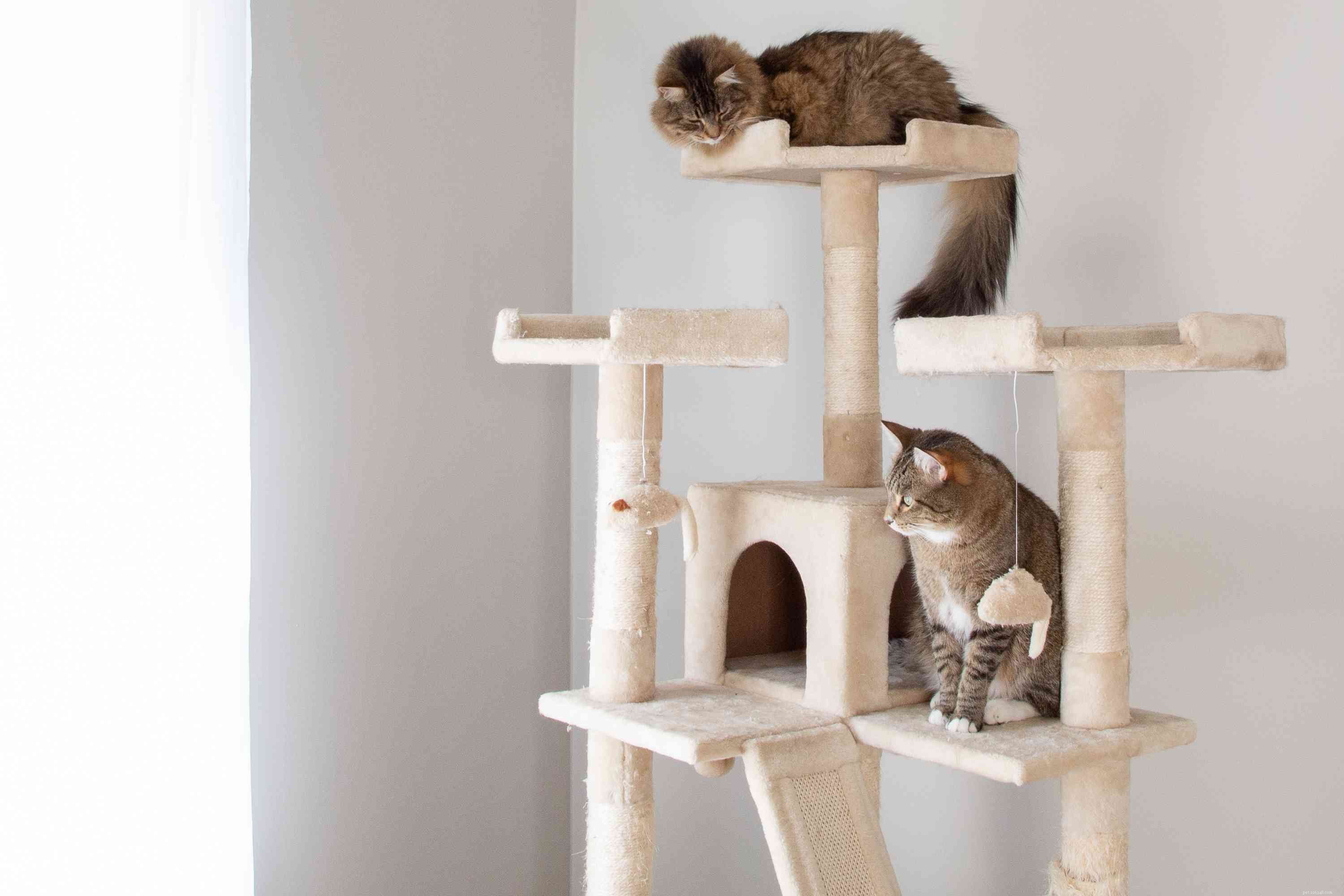 고양이가 높은 곳을 좋아하는 이유는 무엇입니까?