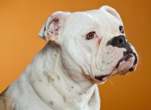 EngAm Bulldog (směs anglického buldoka a amerického buldoka) 