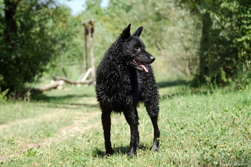 Cão pastor croata