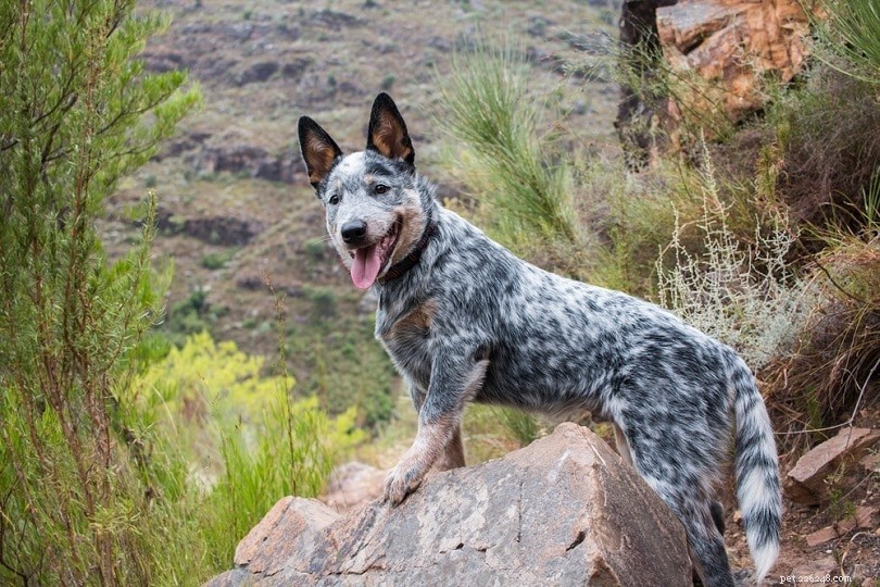 Австралийская пастушья собака