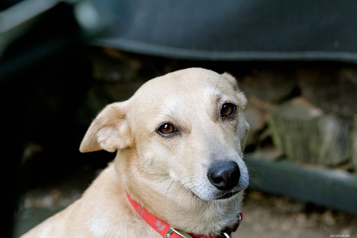 American Dingo (Carolina Dog)