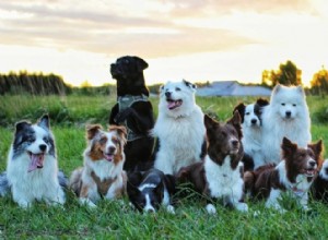 Предварительные тесты для собак – проверка здоровья и самочувствия