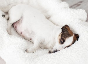 Аномалии беременности у собак