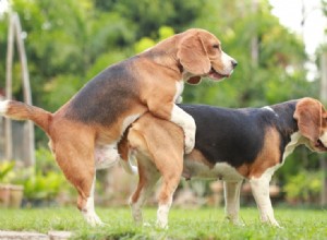 Quel est le meilleur moment pour accoupler un chien ?