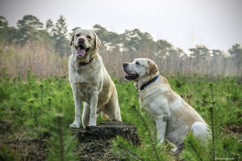 Reazione comportamentale di proestro ed estro per i cani (aggiornato nel 2022)