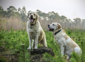 Réaction comportementale du proestrus et de l œstrus chez les chiens (mis à jour en 2022)