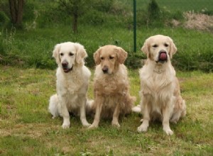 Élevage et hygiène canine :nos 7 meilleurs conseils