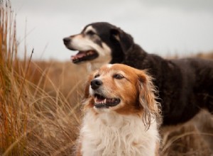 Comment savoir si un chien est apte à la reproduction