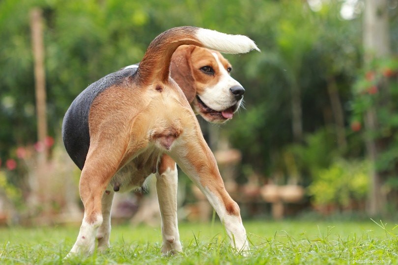Cyklus vyhřívání psa:Vše, co potřebujete vědět!