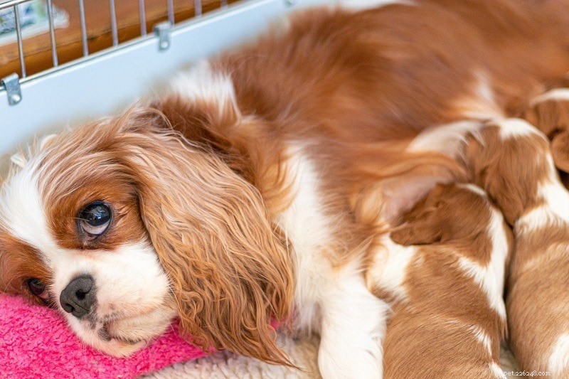Hundar Postnatal Care:Ta hand om din hund
