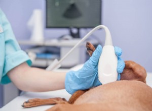 Fausse grossesse de chien :ce que vous devez savoir !