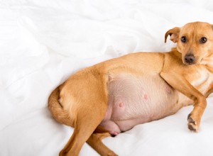 分娩中の犬を助ける方法：知っておくべき4つの重要なこと！ 