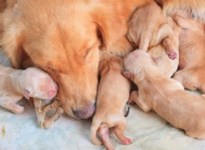 Considérations pour un éleveur de chiens responsable