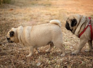 Les conséquences de la consanguinité canine :problèmes et risques