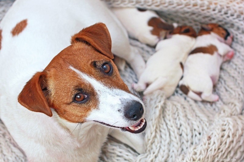 Parti cesarei nei cani:guida all assistenza post-operatoria