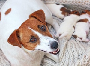 Césariennes chez le chien :Guide des soins postopératoires