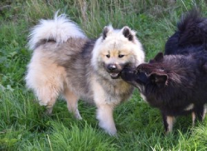 Signes physiques du proestrus et de l oestrus chez le chien (mis à jour en 2022)