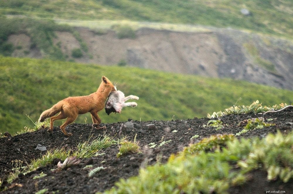 Нападают ли лисы на собак и едят ли их?