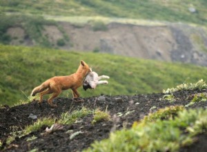 Les renards attaquent-ils et mangent-ils les chiens ?