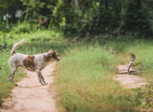 Quels animaux attaquent les chiens ? Méfiez-vous de ces prédateurs !