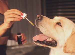 10 effets secondaires potentiels de l huile de CBD pour les chiens :à lire en premier !