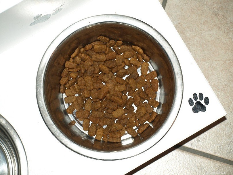 Mohou křečci jíst krmivo pro psy? Co potřebujete vědět!
