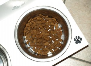 Могут ли хомяки есть корм для собак? Что вам нужно знать!
