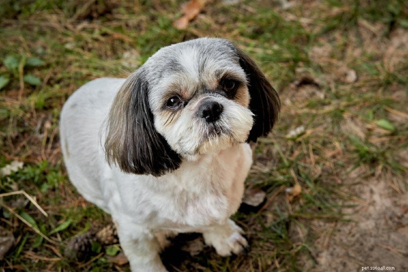 10 melhores cortes de cabelo e estilos de Shih Tzu em 2022 – seu cão vai adorar!