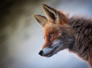 Les renards sont-ils apparentés aux chiens ?