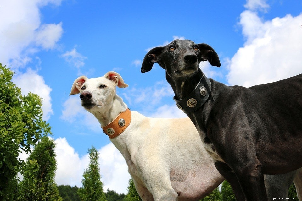 グレイハウンド犬種の8種類 