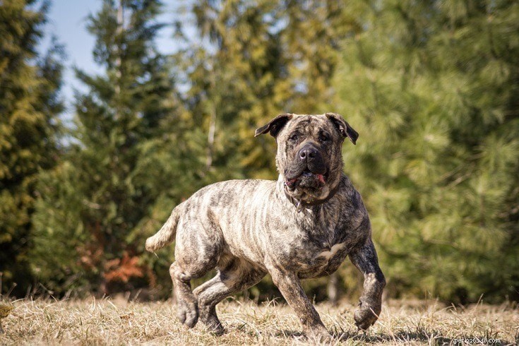 Dogo Canario犬の品種情報：写真、気質、特性 