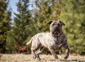 Informations sur la race de chien Dogo Canario :photos, tempérament et traits