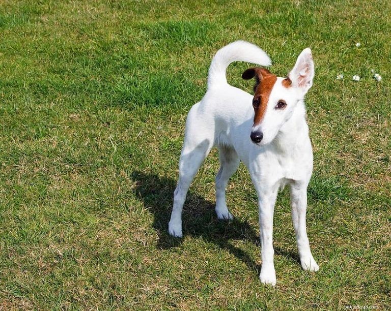 Informations sur la race de chien Fox Terrier lisse :photos, tempérament et traits