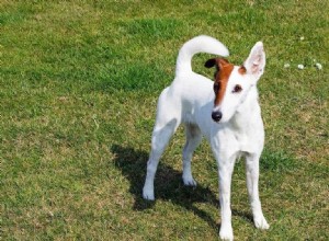 Informations sur la race de chien Fox Terrier lisse :photos, tempérament et traits