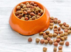 Můžou fretky jíst krmivo pro psy? Co potřebujete vědět!