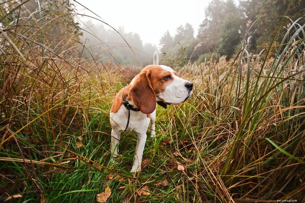 10 raças de cães de caça que não soltam pelos (com fotos)