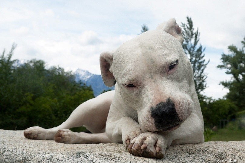 11 raças de cães de guarda que não soltam pelos (com fotos)