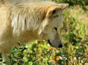 8 parfums auxquels votre chien ne peut résister (certains peuvent vous surprendre)