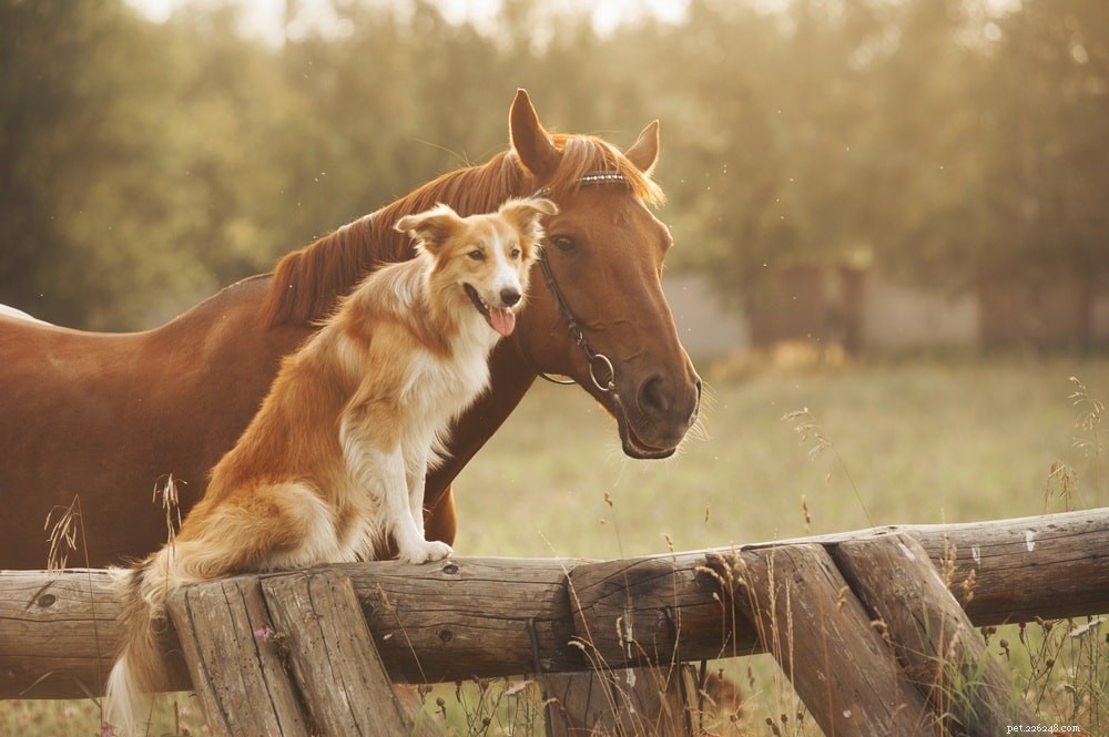 15 meilleures races de chiens de ferme pour la vie dans un ranch (avec photos)