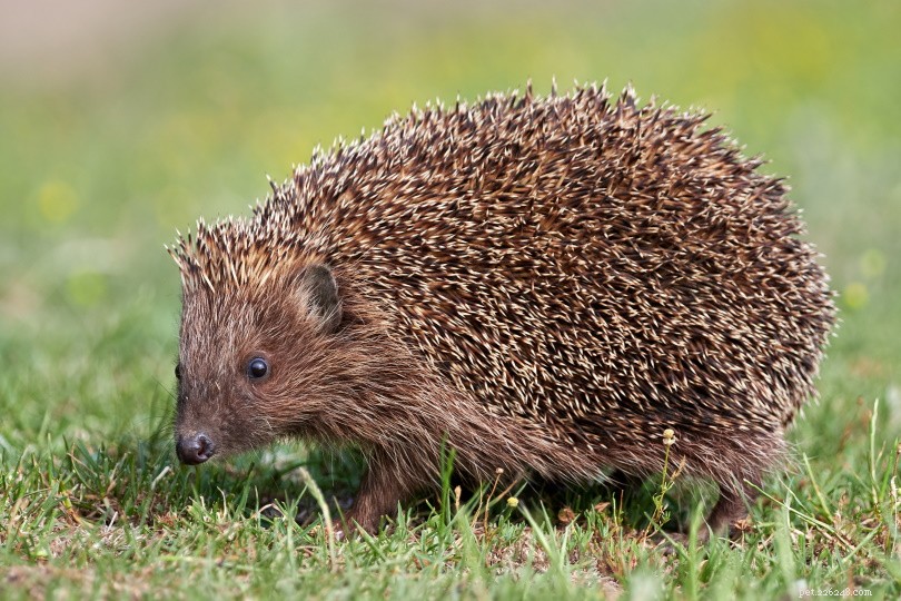 Wild European Hedgehog:informazioni, cura e caratteristiche (con immagini)