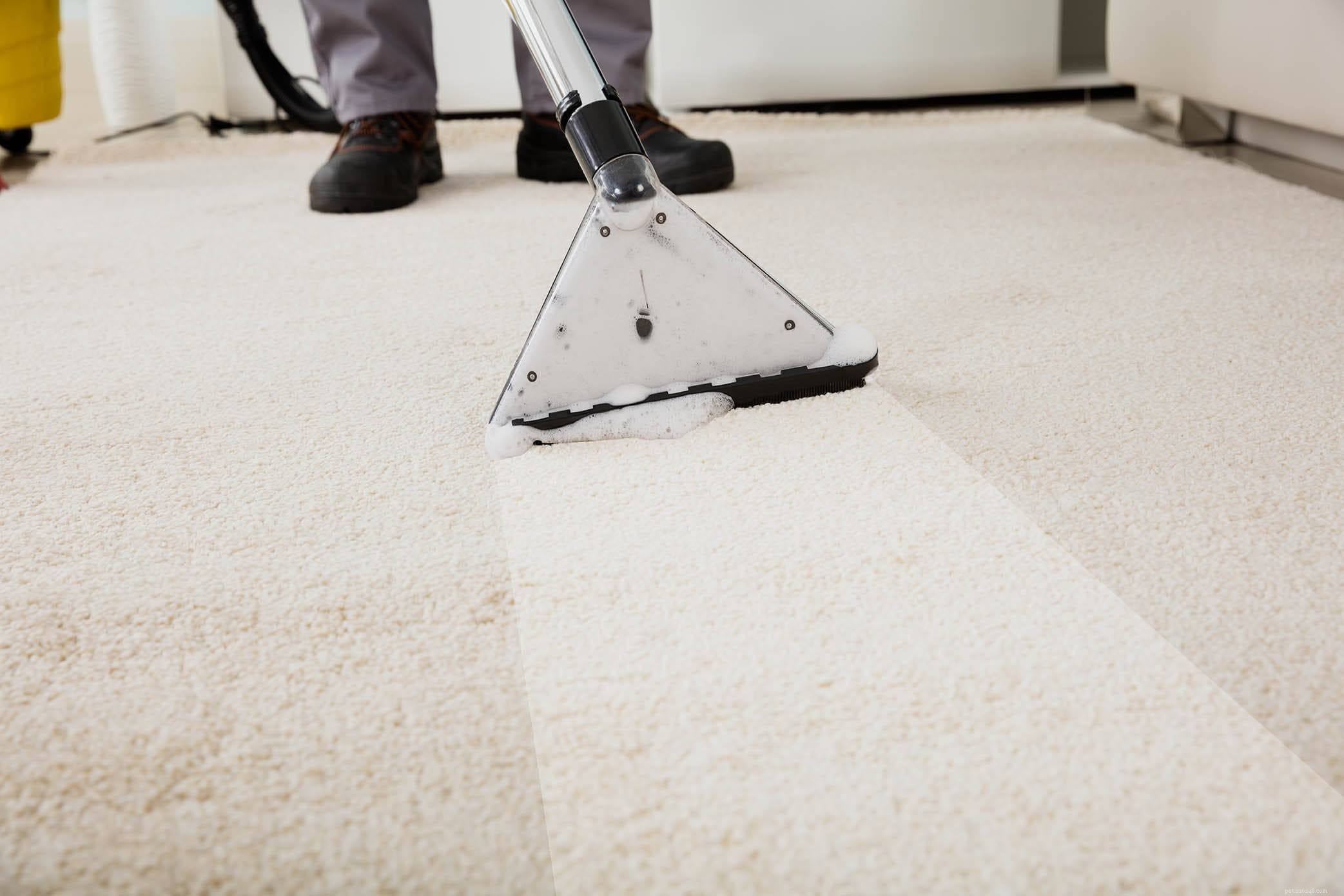 A limpeza profissional de carpetes removerá odores de animais de estimação?