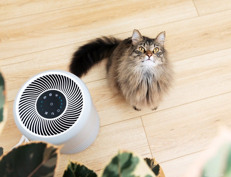 Come sbarazzarsi dell odore degli animali domestici in casa – 6 modi possibili