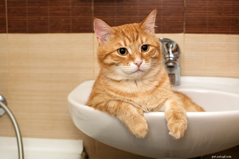 Perché il mio gatto fa pipì nel lavandino? 3 Possibili cause e soluzioni!