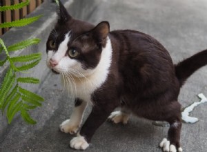 Jak dostat z betonu pachy moči a skvrny od koček