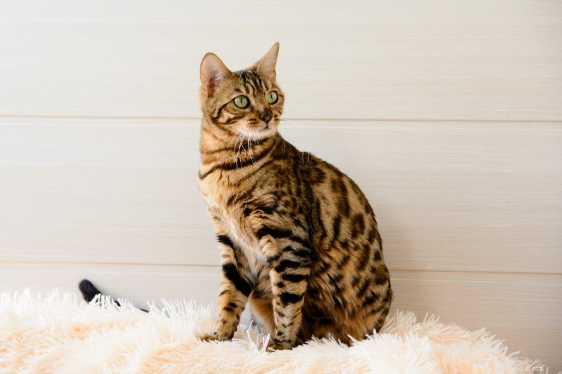 Hoe kom je van kattengeur in huis af? 10 mogelijke manieren