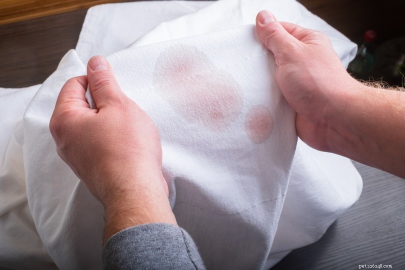 Comment éliminer l odeur et les taches d urine féline sur les vêtements