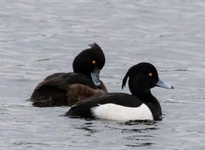 114 Duck Breeds：The Complete List（With Pictures）